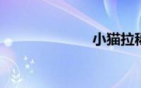 小猫拉稀怎么办