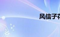 风信子花语图片