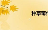 种草莓什么意思