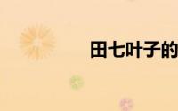 田七叶子的吃法与禁忌