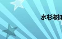 水杉树叶像什么