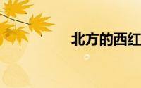 北方的西红柿酱的做法