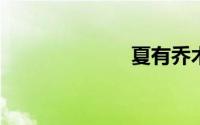 夏有乔木恋寒冬