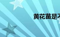 黄花苗是不是蒲公英