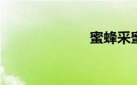 蜜蜂采蜜的作文